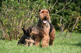 WELSH TERRIER 009